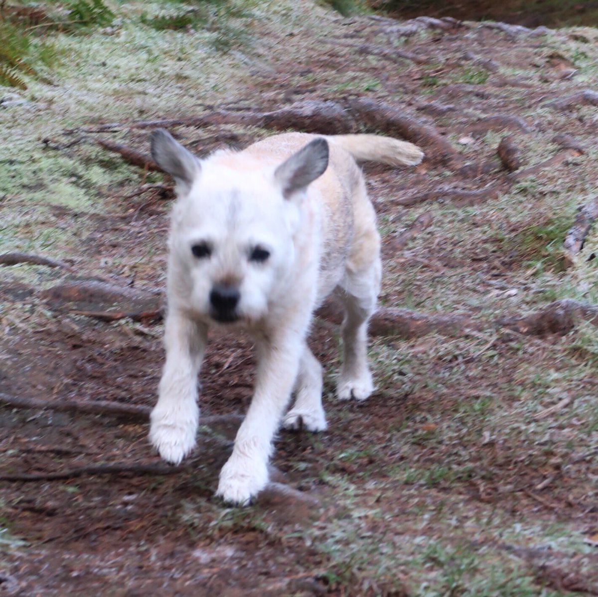 Bustervision's tweet photo. @WhatWeCallTilly recons if she runs fast enough that she’ll take off with those daft flappy ears 🤣🐾 #BTPosse https://t.co/4bQxwKWvyB