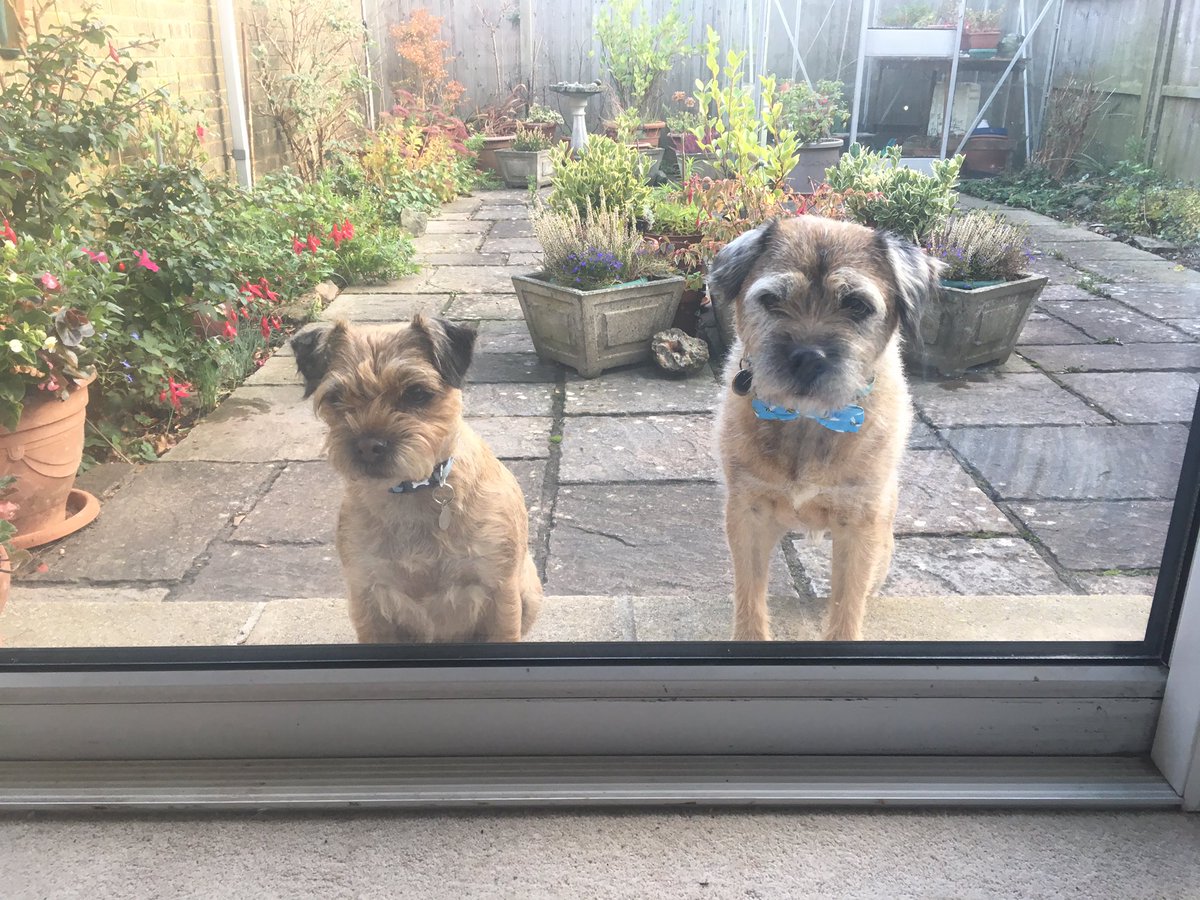 Bustervision's tweet photo. Seems granny and @WhatWeCallTilly are hanging up on us. Not funny anymore. Can we come in now? It’s a bit chilsome out here 🥶🐾 #btposse https://t.co/6bzrjCr6Qv