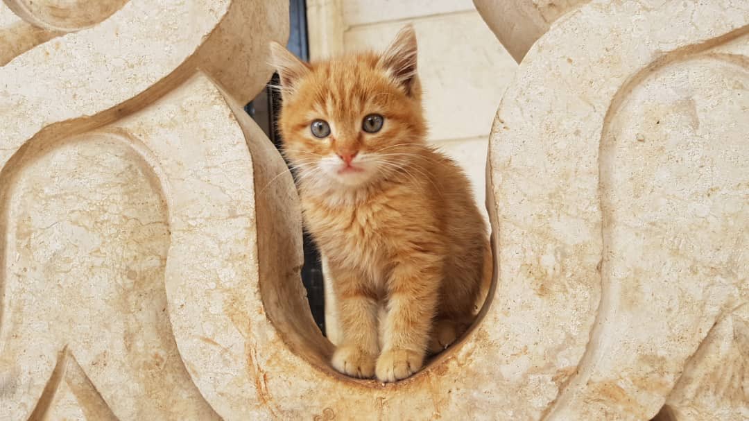 theAleppoCatmen's tweet photo. Hello Everyone, I’m Fluffy, the new baby rescued this week .
I’m happy to be in Ernesto’s paradise.
Kiss kiss .
@theAleppoCatman  #Aleppo #SyrianAnimals #Kittens #RescueLove https://t.co/OPFo75OcvT
