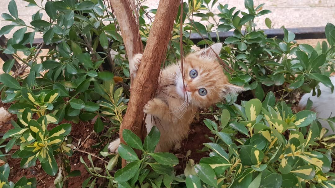 theAleppoCatmen's tweet photo. Hello Everyone, I’m Fluffy, the new baby rescued this week .
I’m happy to be in Ernesto’s paradise.
Kiss kiss .
@theAleppoCatman  #Aleppo #SyrianAnimals #Kittens #RescueLove https://t.co/OPFo75OcvT