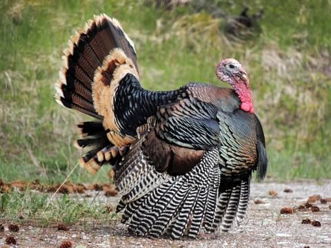 specialagentCK's tweet photo. The sublimely handsome male American turkey possesses a snood above his bill and wattles below, all of which become swollen and red when he is excited. Happy Thanksgiving! #virtualaviary
https://t.co/6PmNKwAGDJ https://t.co/wdBtFGoQlk