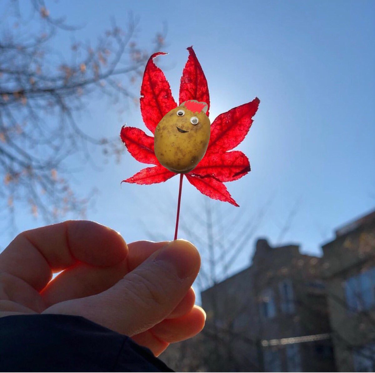 MasherEndgame's tweet photo. Hey there, Spud... 🧡
#neverstarted https://t.co/AC2FVYkhdc