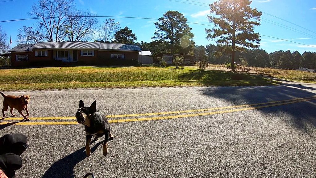 thomas2508's tweet photo. Vier Hundeattacken und ein mulmiges Gefühl!

Die Hunde in den USA und ich werden wohl keine Freunde mehr!🐶😏

#G9toAmerica #Tag55 https://t.co/crWOy2tx9f
