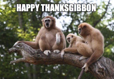 RedFoxDude's tweet photo. Happy Thanks Gibbon https://t.co/j40UhbhwDT