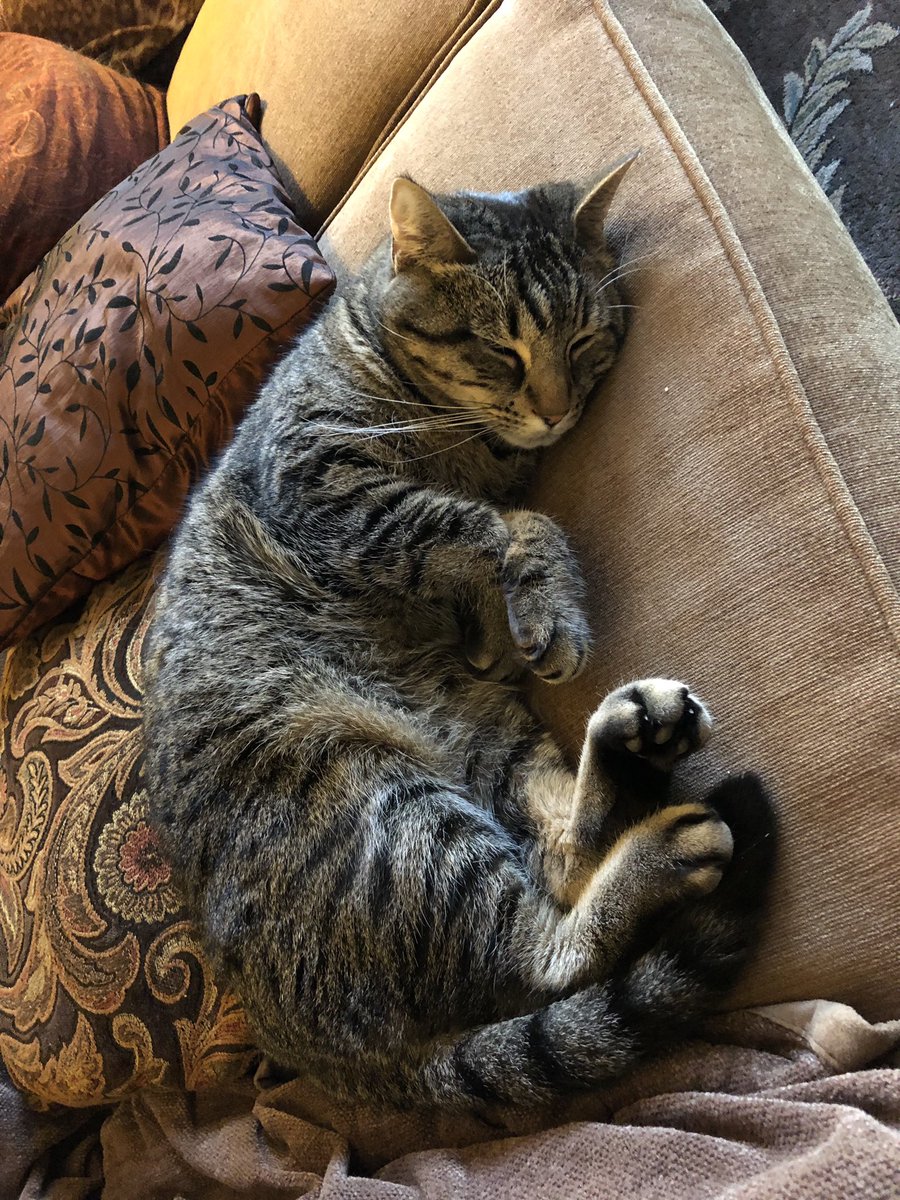 ekzaiser5's tweet photo. #HappyThanksgiving #SnugglesWithMyCat 😻 #VeganEverything #SaveATurkey @BeyondMeat @mudpiebakery https://t.co/GGEZ3b1yzn