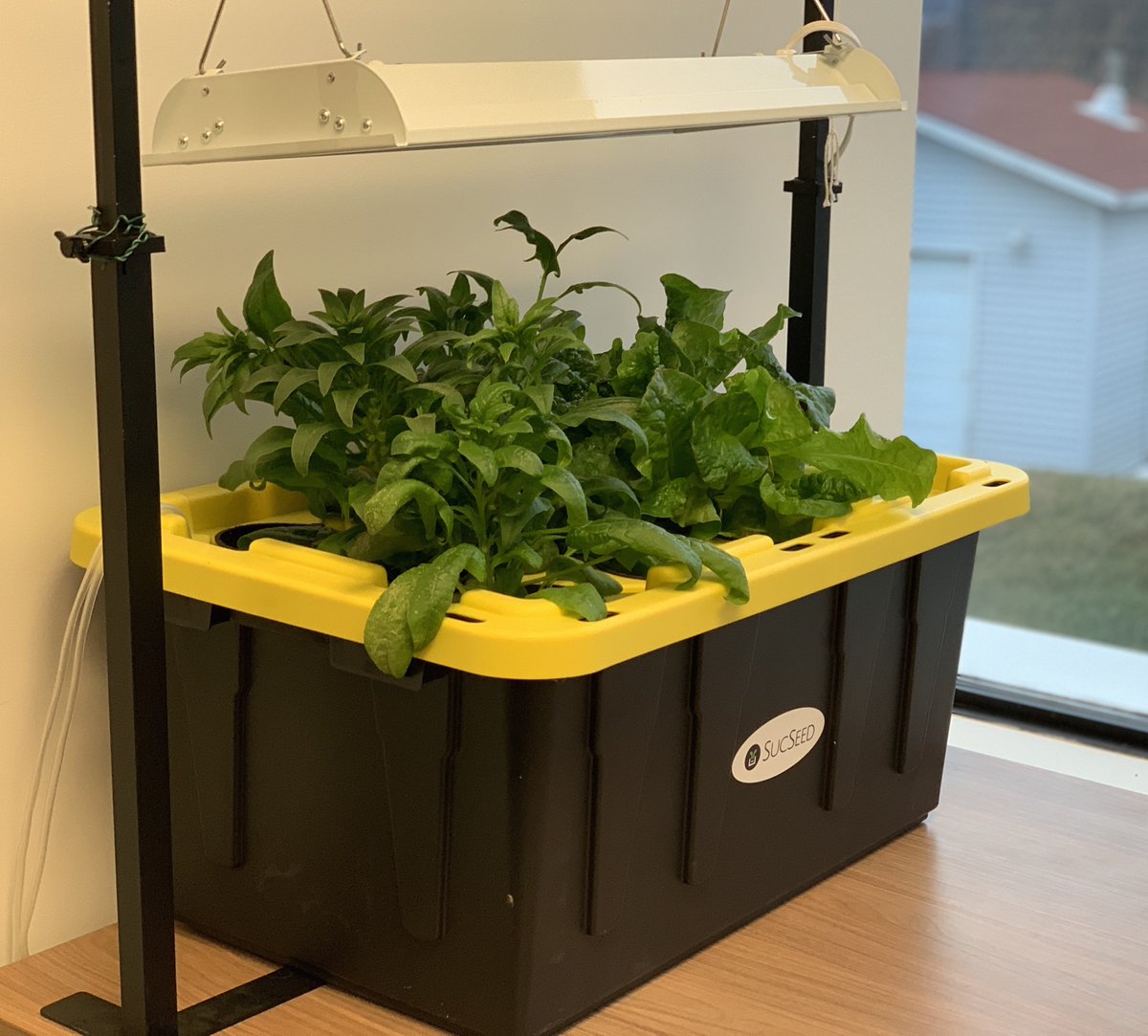 SucSeedCanada's tweet photo. We've launched the brand new Grow Garden. Grow produce indoors, all-year-round. No soil. No sun. No mess! (And psst ... we've thrown in free shipping.) #hydroponics https://t.co/UHNJFubwHq https://t.co/jAl1tn0iQr