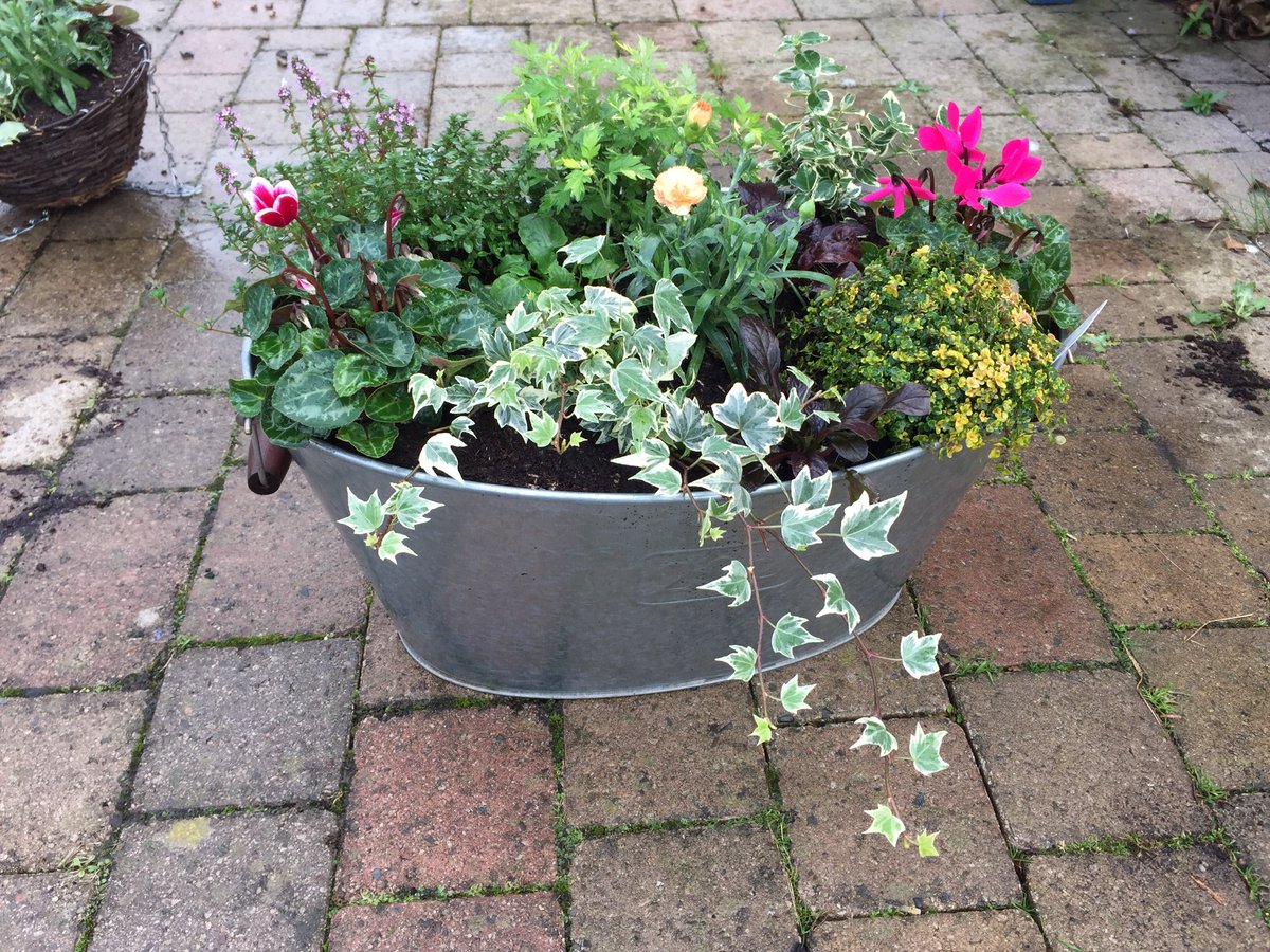 <a href="/gatherennerdale/">The Gather Ennerdale</a> and <a href="/shillscockermth/">Shill's</a> you can buy or order herb planters for Christmas 🎄 #herbs #love to cook #growyourown