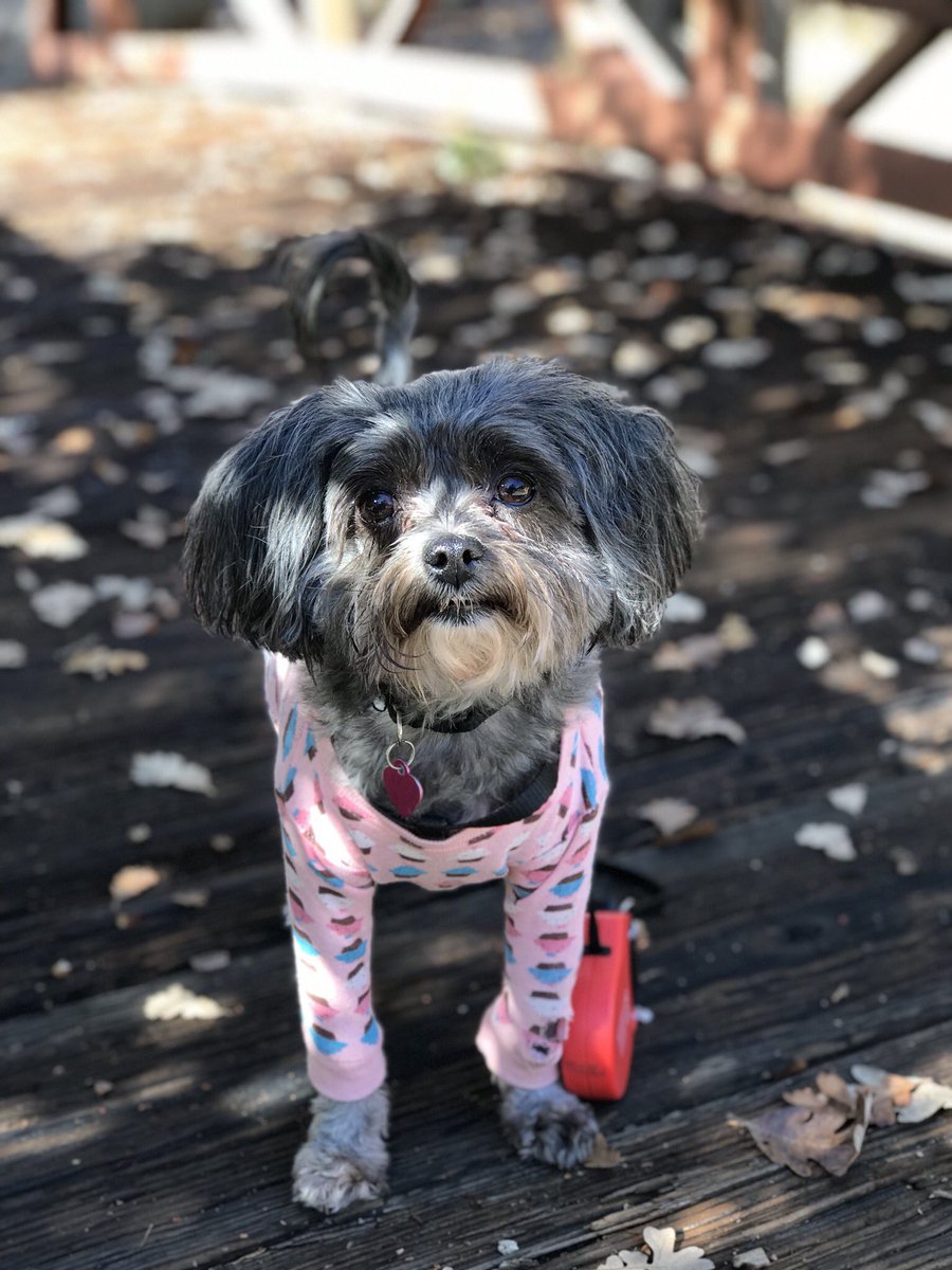 ZoeyV1's tweet photo. Happy Thanksgiving Everyone. #thanksgiving #happythanksgivng #Thanks #Fall #November #TurkeyTime #TurkeyDay #DayOfThanks #Family #Familia #Ohana #Puppy #CutePuppy #Zoey https://t.co/DkPVq9uCZO