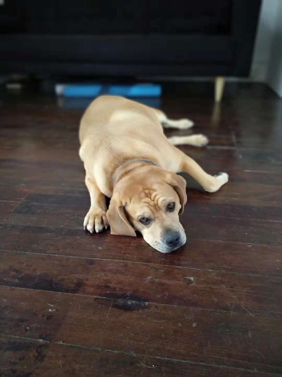 Looks like Melo celebrated a little too hard last night. 🤦‍♀️🥂 #TopCreativePRAgency #Worldwide! @holmesreport #DogsOfCampaignLab