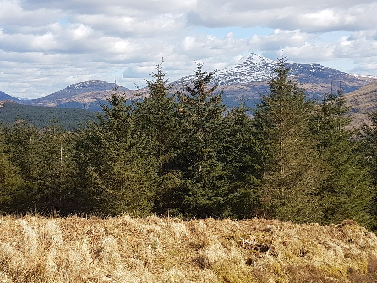 NurseryCraigend's tweet photo. Real XMAS trees will be in from this weekend all the way through December. Check out our Facebook page for prices Craigend Nursery, Cardross. #Helensburgh #Dumbarton @CardrossPrimary @helensburgh @yeshelensburgh #Xmas2019 https://t.co/8NqivpIdhX