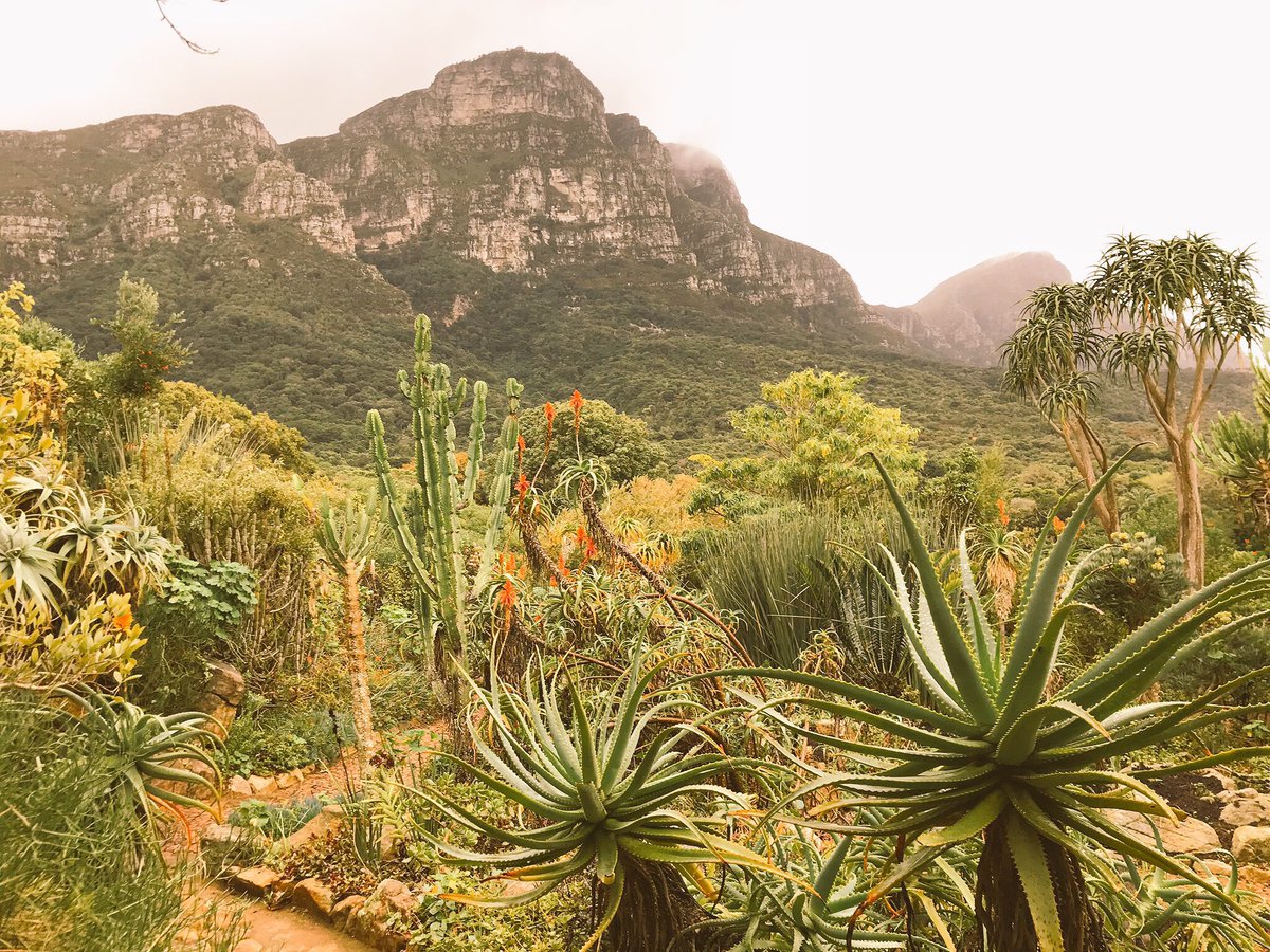 Vedi le immagini di Città del Capo e si risvegliano subito i ricordi dei giorni passati in quella fantastica città. ❤️🤵🏻👰🏻#pechinoexpress #CapeTown #Sudafrica #viaggiodinozze