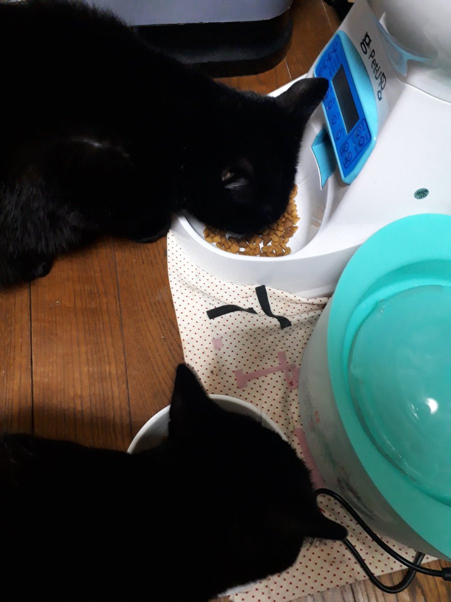 ピュリナワンお試し ピュリナワンお試し