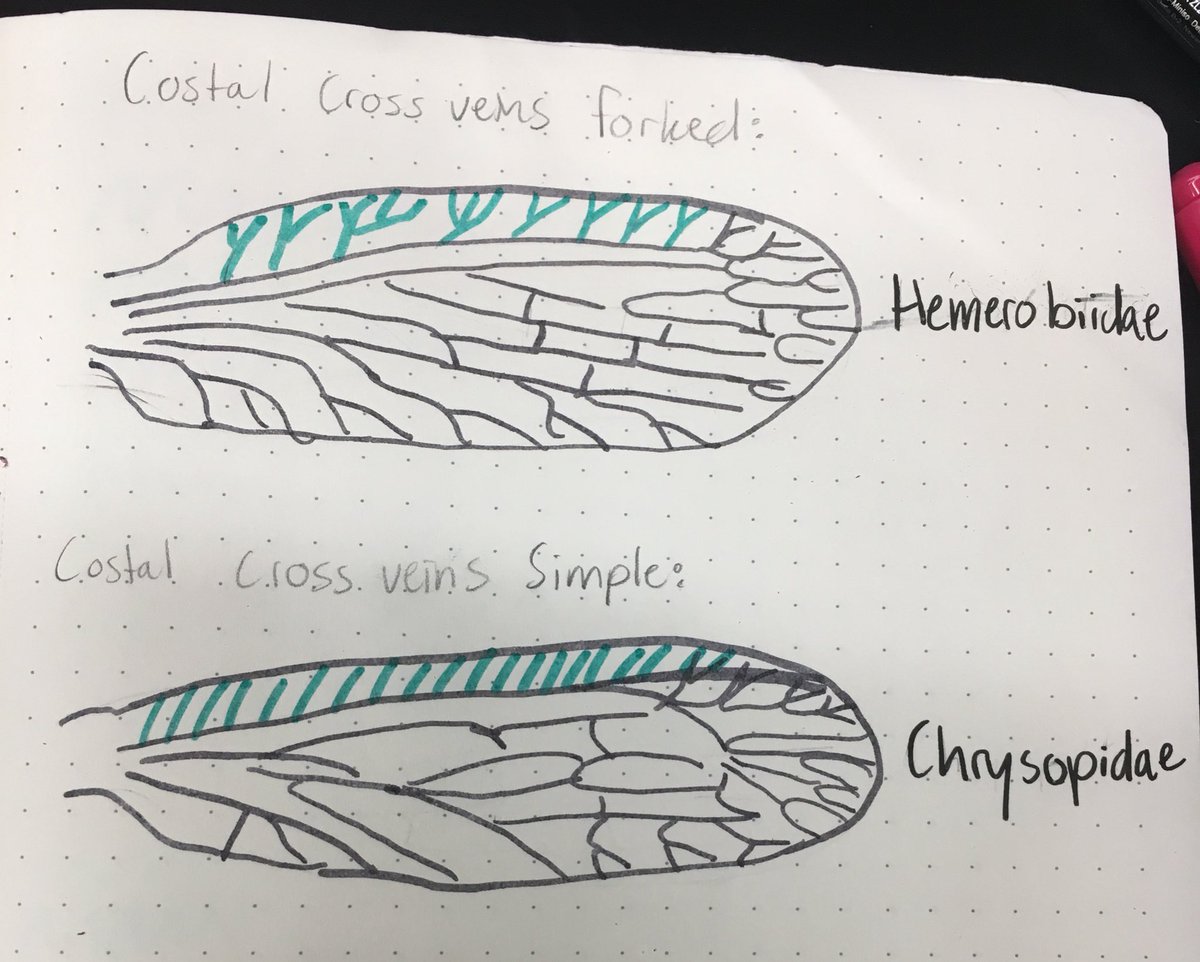 Insect Biology tweet media