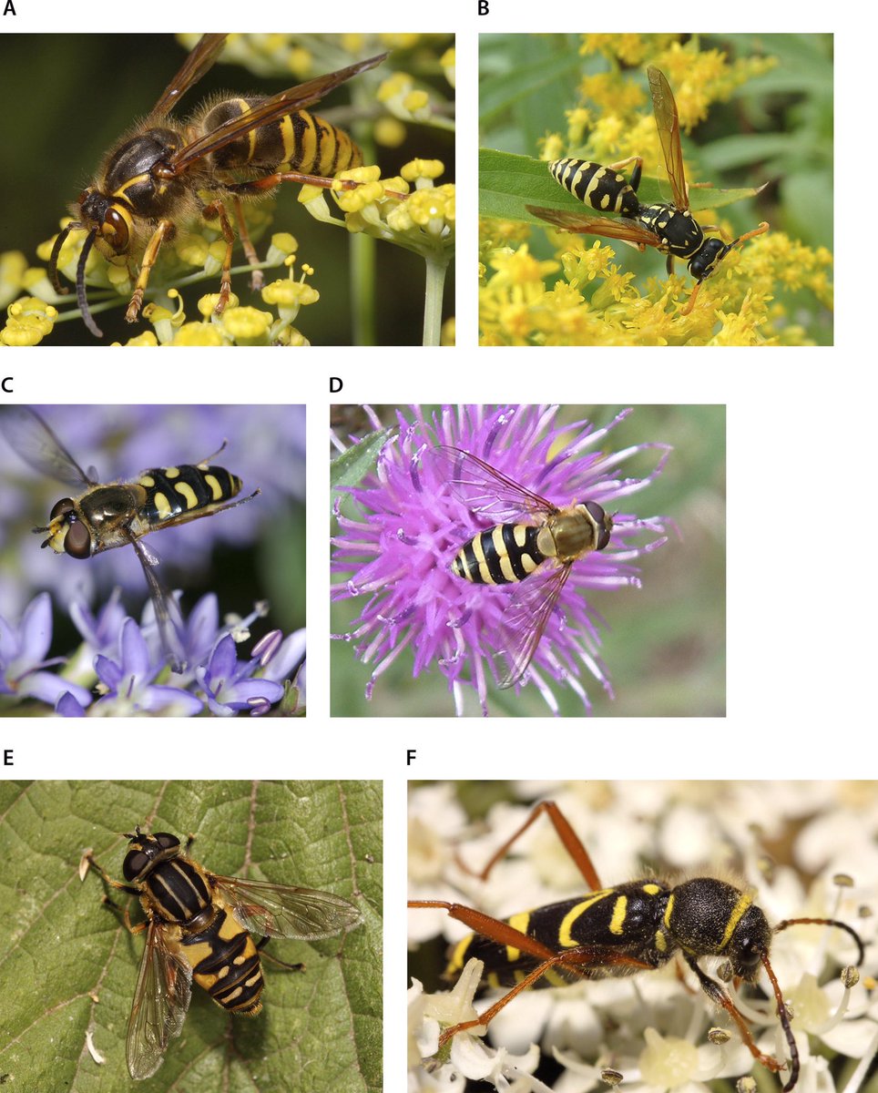 Insect Biology tweet media