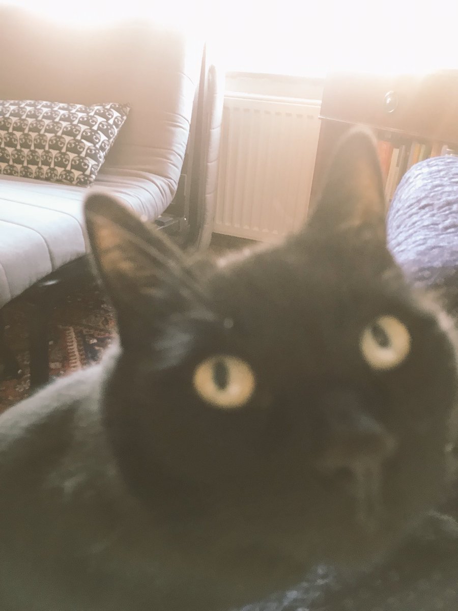 MapperleyPets's tweet image. Just look at those eyes....  💗