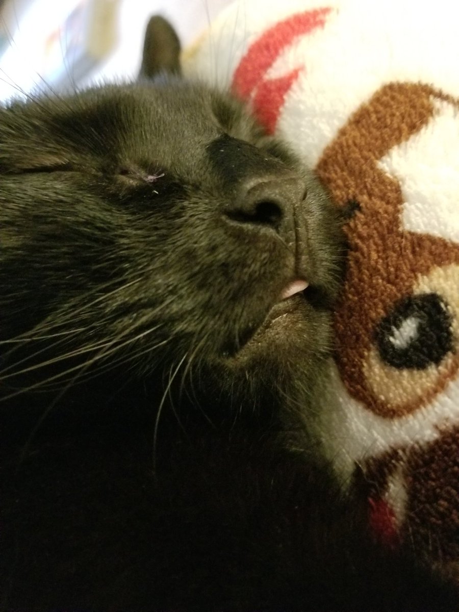 HarmonySeraphim's tweet photo. .@WokuColleen's cat blepped!!! One of my fav pics of Mack tbh https://t.co/B6j8Tp4CID