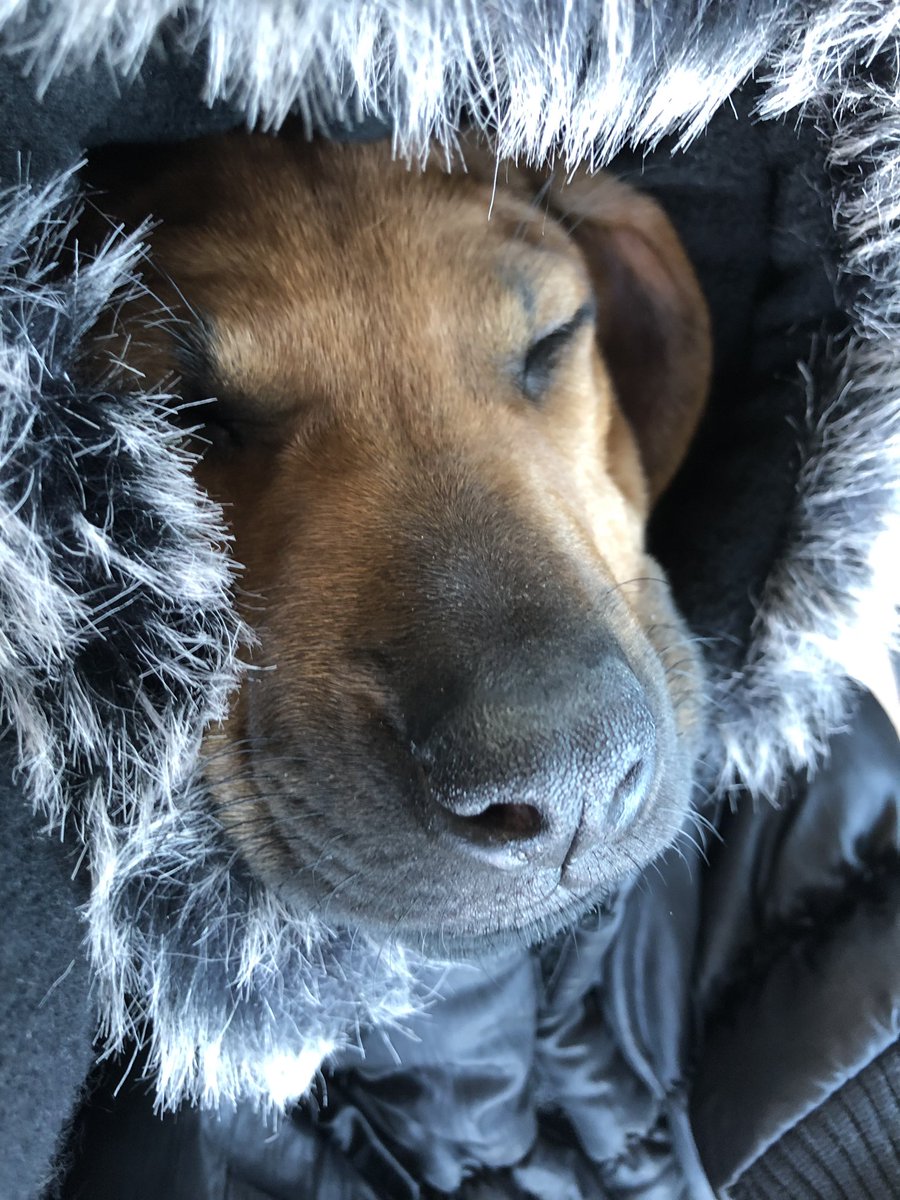 Happy Thanksgiving everyone! From Dig the Kid and Nahla, the band dog❤️