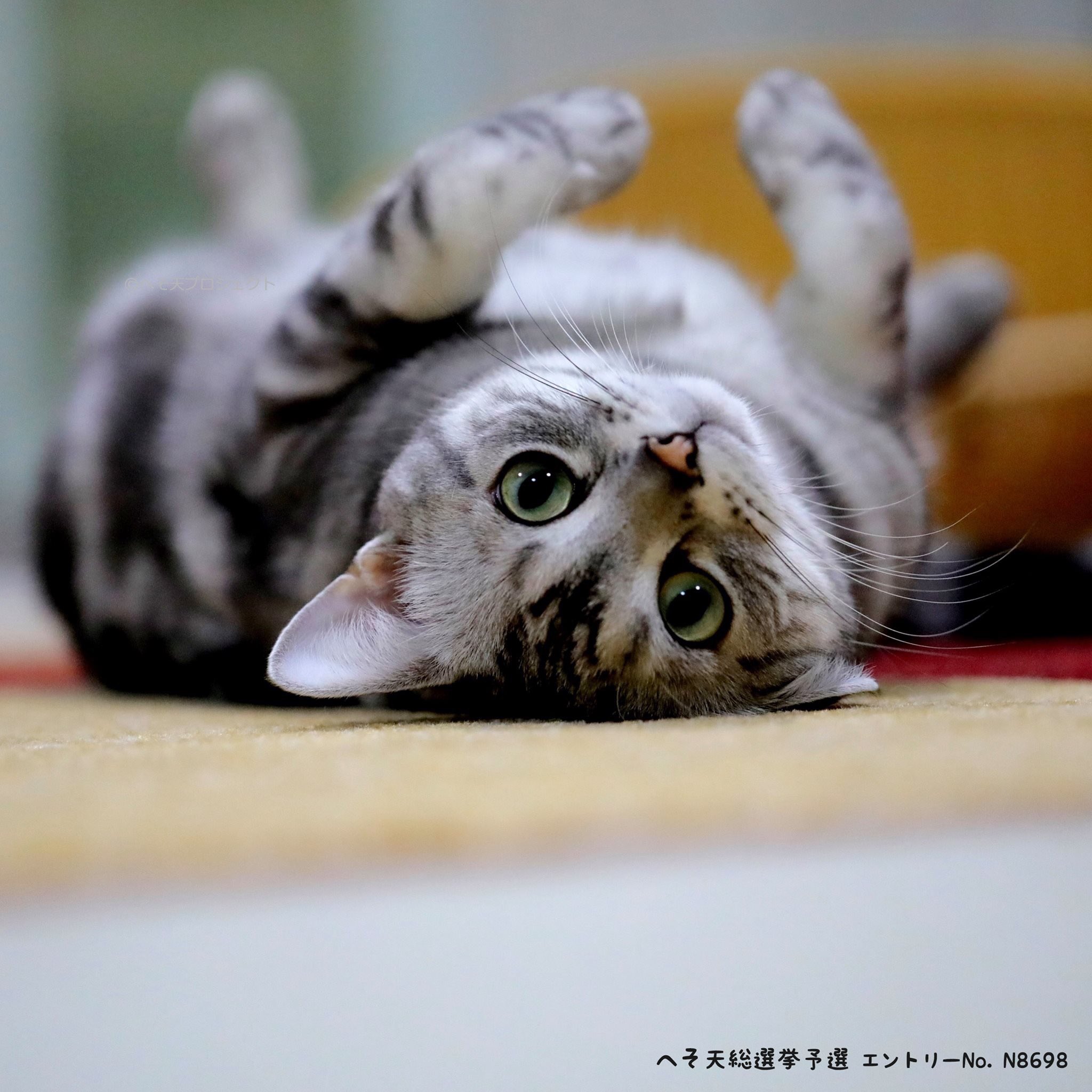 へそ天プロジェクト へそ天総選挙予選エントリーno N8698 福岡県で暮らす ぴぃさん タイトル カメラ目線で 名前を呼ばれて はいポーズ へそ天写真集 に載せる犬 猫写真大募集 T Co S2tglofmxs へそ天総選挙 猫 ねこ へそ天プロジェクト へそ天総選挙予選エントリーno N8698 福岡県で暮らす ぴぃさん タイトル カメラ目線で 名前を呼ばれて はいポーズ へそ天写真集 に載せる犬 猫写真大募集 T Co S2tglofmxs へそ天総選挙 猫 ねこ