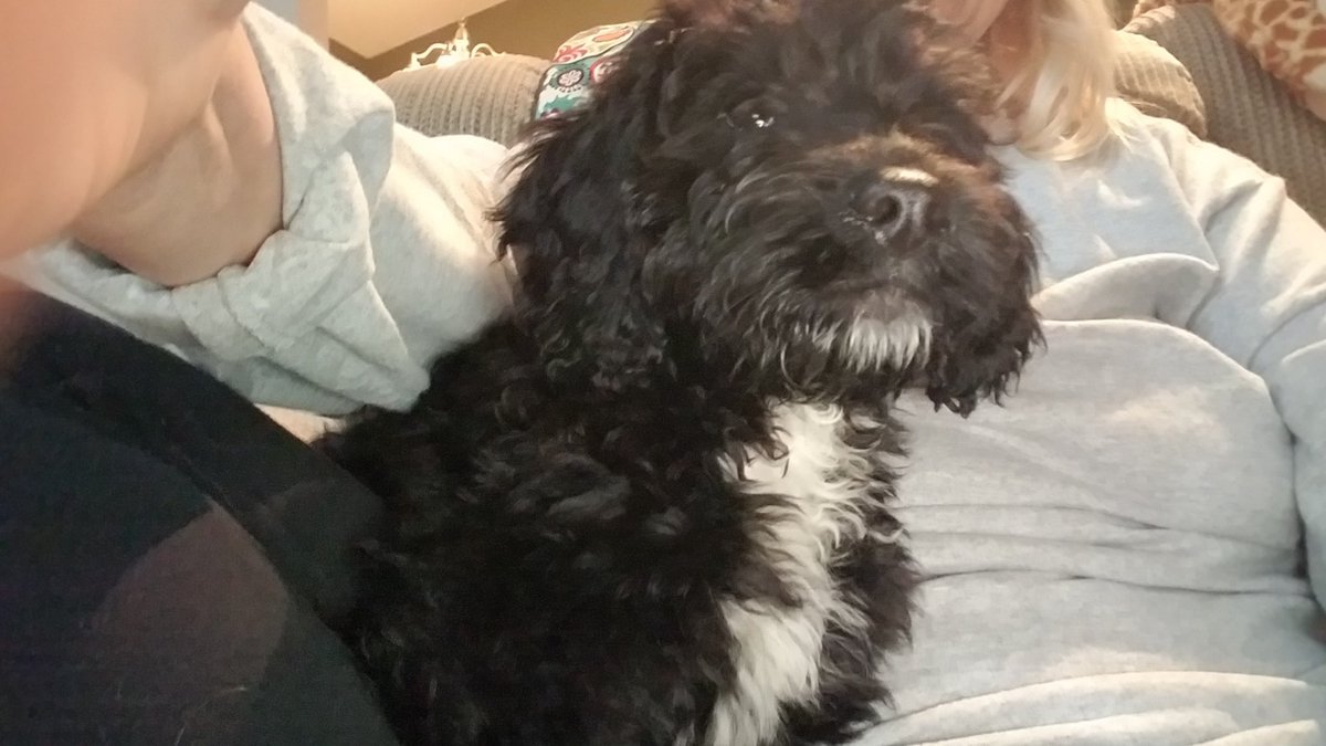Robinbyrum's tweet photo. @ARizzo44 New puppy in the house in North Carolina Sprodoole we named Rizzo. That's right we hope you don't mind but we've proudly carried your name over in the Carolinas!!  Meet Rizzo 😁 https://t.co/whdAt631dK