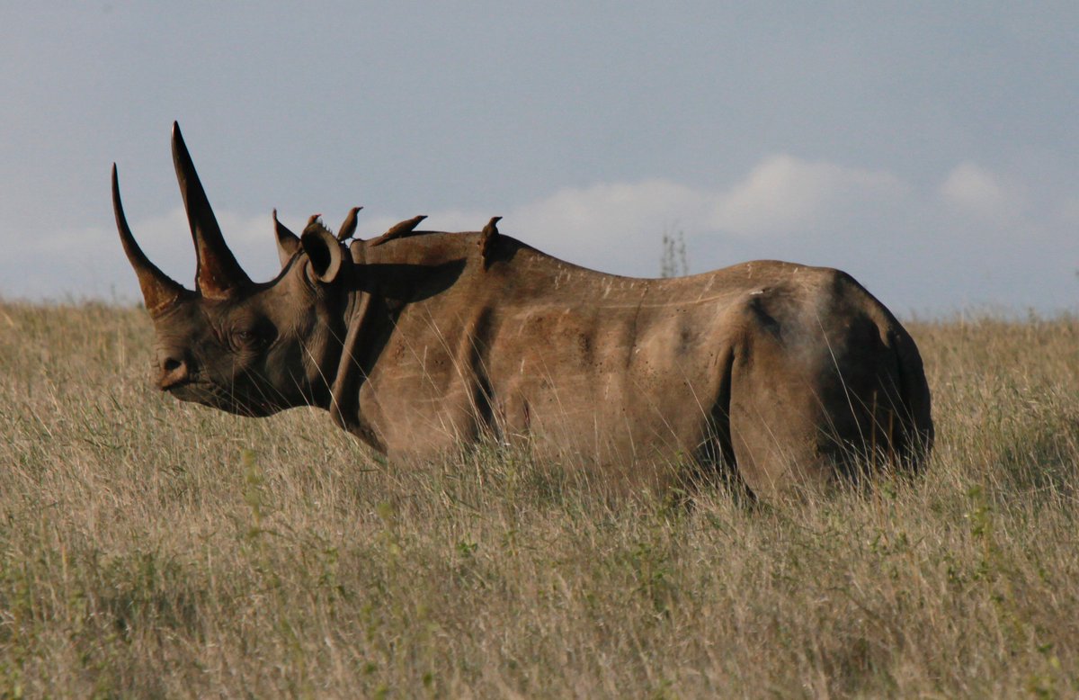 WildAidHK's tweet image. Guys, we did it!!! HUGE THANKS to @bonhams1793 for cancelling its upcoming Hong Kong #rhino horn sale - as well as ALL future rhino horn sales! instagram.com/p/BqfYH30FNv1/
This makes a BIG difference, and we sincerely thank Bonhams for taking this ethical and responsible action. Yay!
