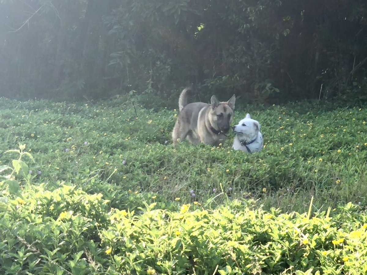 scoobydon's tweet photo. Breakfast and dogs! https://t.co/eYzZ0SG1U0