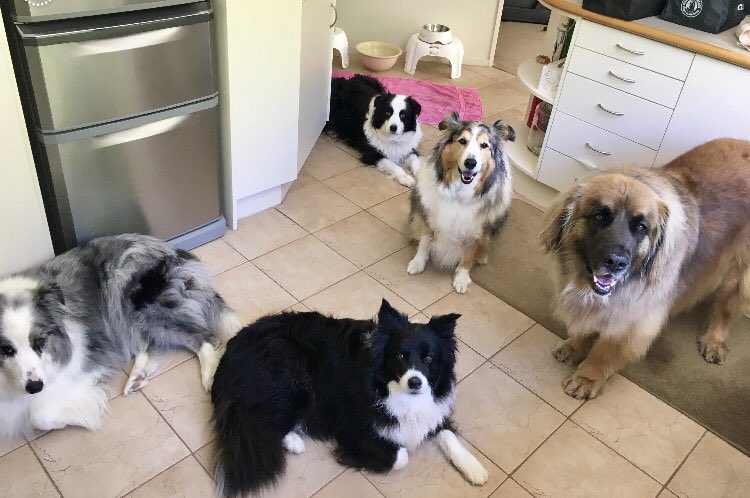 LeahPanapa's tweet photo. Our furries visiting their friends ❤️ #pupparty #furoverload https://t.co/GlRWKPUPNy