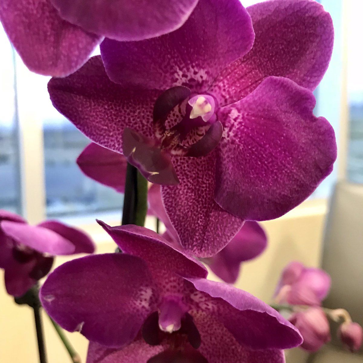RT “Angie'sFloralDesigns <a href="/AngiesFloral/">Angies Floral Designs</a>
For every med, we give you an orchid arrangement instead. 
Hospitals aren’t fun. But flowers are. Make a #getwellsoon wish here: buff.ly/2A2Ppwe #orchids #ElPaso” buff.ly/i5M57S
<a href="/parties_bloom/">Parties in Bloom</a> #parties #bridalshower #florist