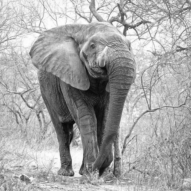 ElephantGifts_'s tweet photo. 💖🐘💖 beautiful, great photo. .!! Credit :  @gregmccallpeat -  A giant unicorn 👉For info about promoting your elephant art or crafts, send me a direct message @elephant.gifts or email elephantgifts@outlook.com 💌 . 💖Follow @elephant.gifts  for inspi… https://t.co/fyR6aYYleu https://t.co/T0DXjO9XKo