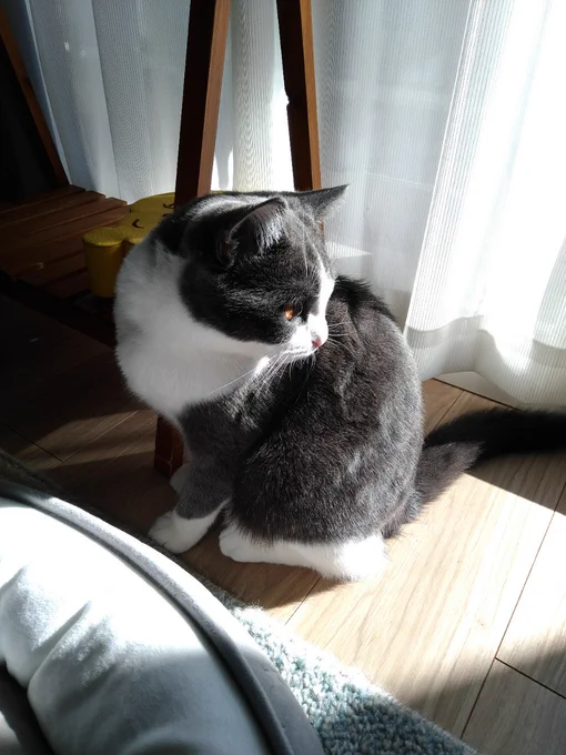 おはねこ〜!
つぐまるがひなたぼっこしてたけど、なんかレンブラントみたいな写真になった 