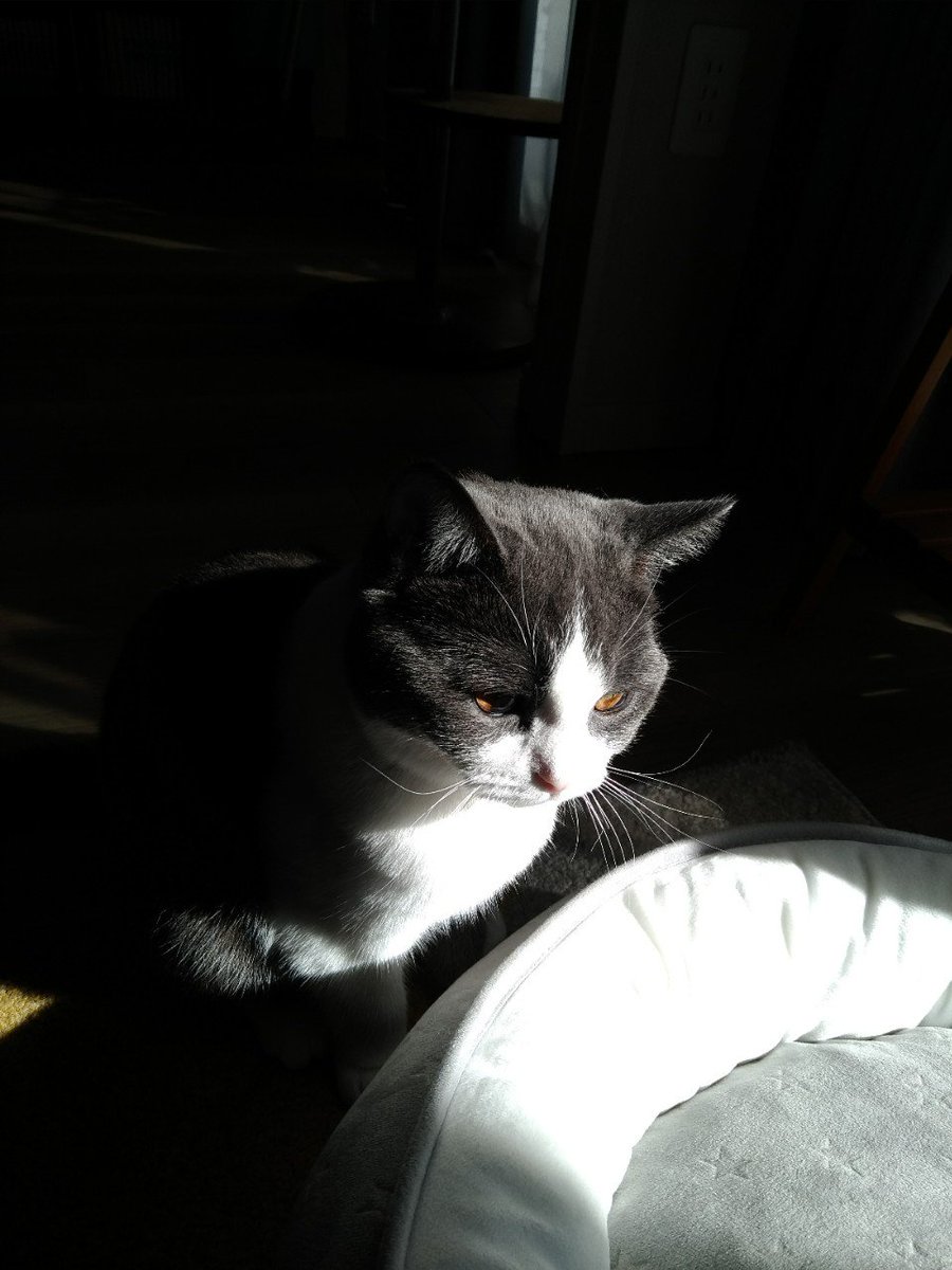 おはねこ〜!
つぐまるがひなたぼっこしてたけど、なんかレンブラントみたいな写真になった 