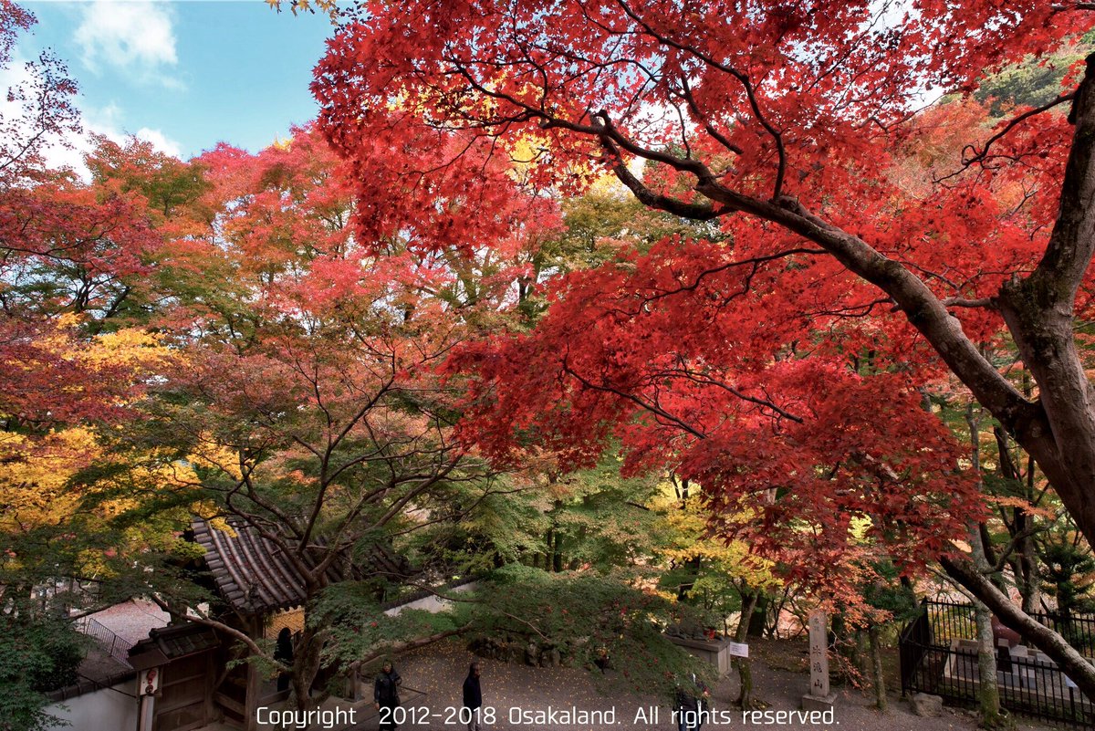 おおさからんど 本日 23日 もみじまつりです 18 11 牛滝山 大威徳寺 紅葉 大阪府岸和田市 大威徳寺 おおさからんど 本日 23日 もみじまつりです 18 11 牛滝山 大威徳寺 紅葉 大阪府岸和田市 大威徳寺