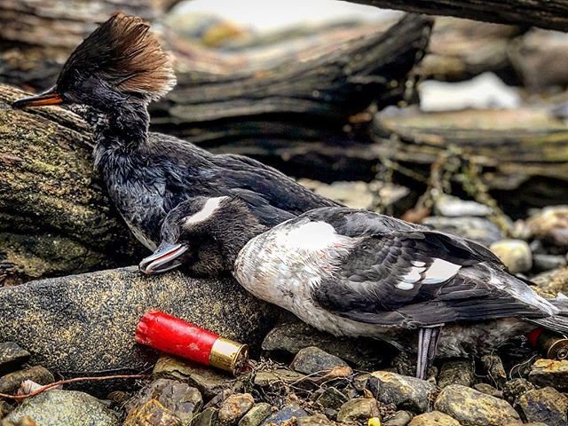 unhsmitty90's tweet photo. Reposting @nimi_creek_outfitters:
You got your art work, I got mine. #hunt #trap #fish #nimicreek #duckhunting #ducksunlimited #divingducks #swampthing #swampassassin #like #like4like #follow4follow #followforfollow #likeforlike #outdoors #outdoor #outdoorsmen #nimicreek https://t.co/v3UMqbzN8f