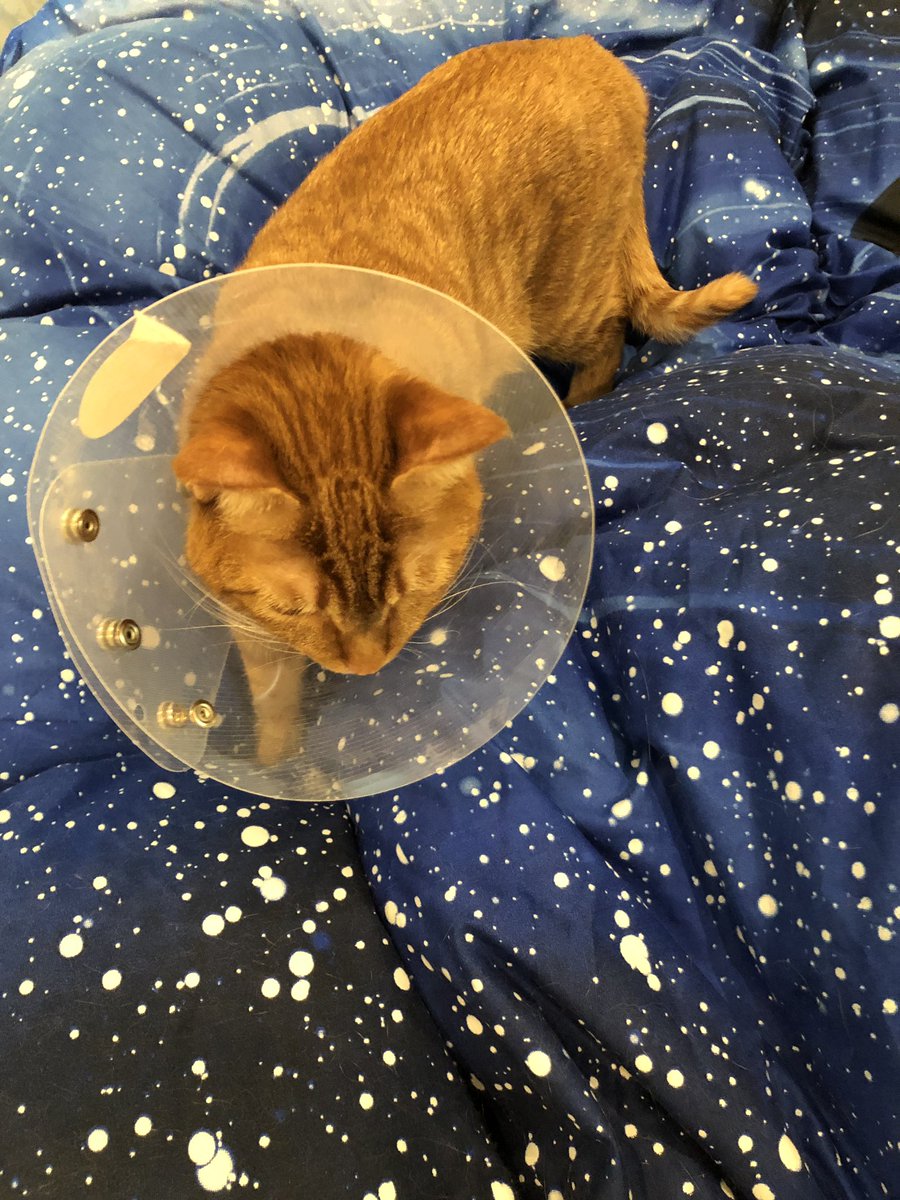 しぶとい中川翔子 みかん宇宙旅行してる