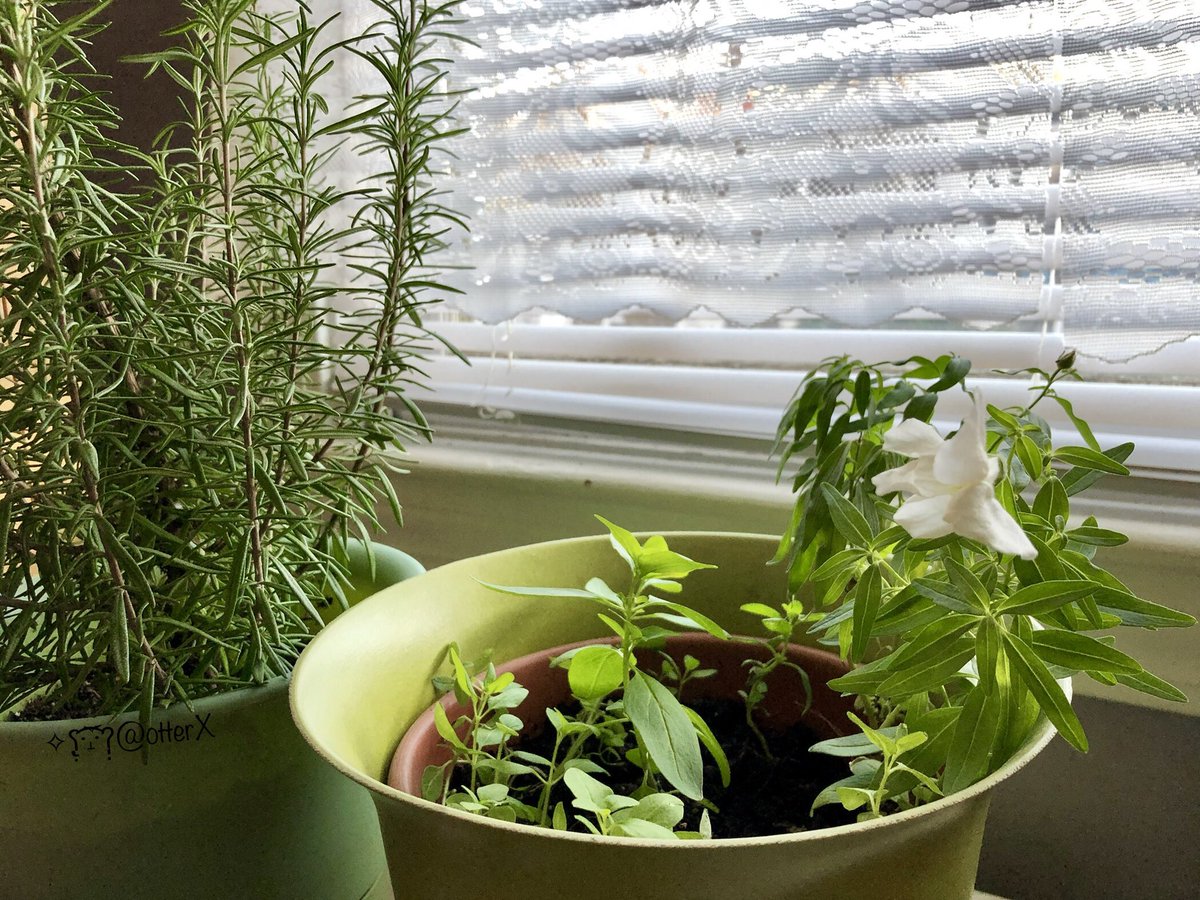 On a last minute whim, i took in some selfSeeded snapdragons from the sudden deep freeze 🌬💎💙
curious to see how they’d do by the bright window…🌸🐉