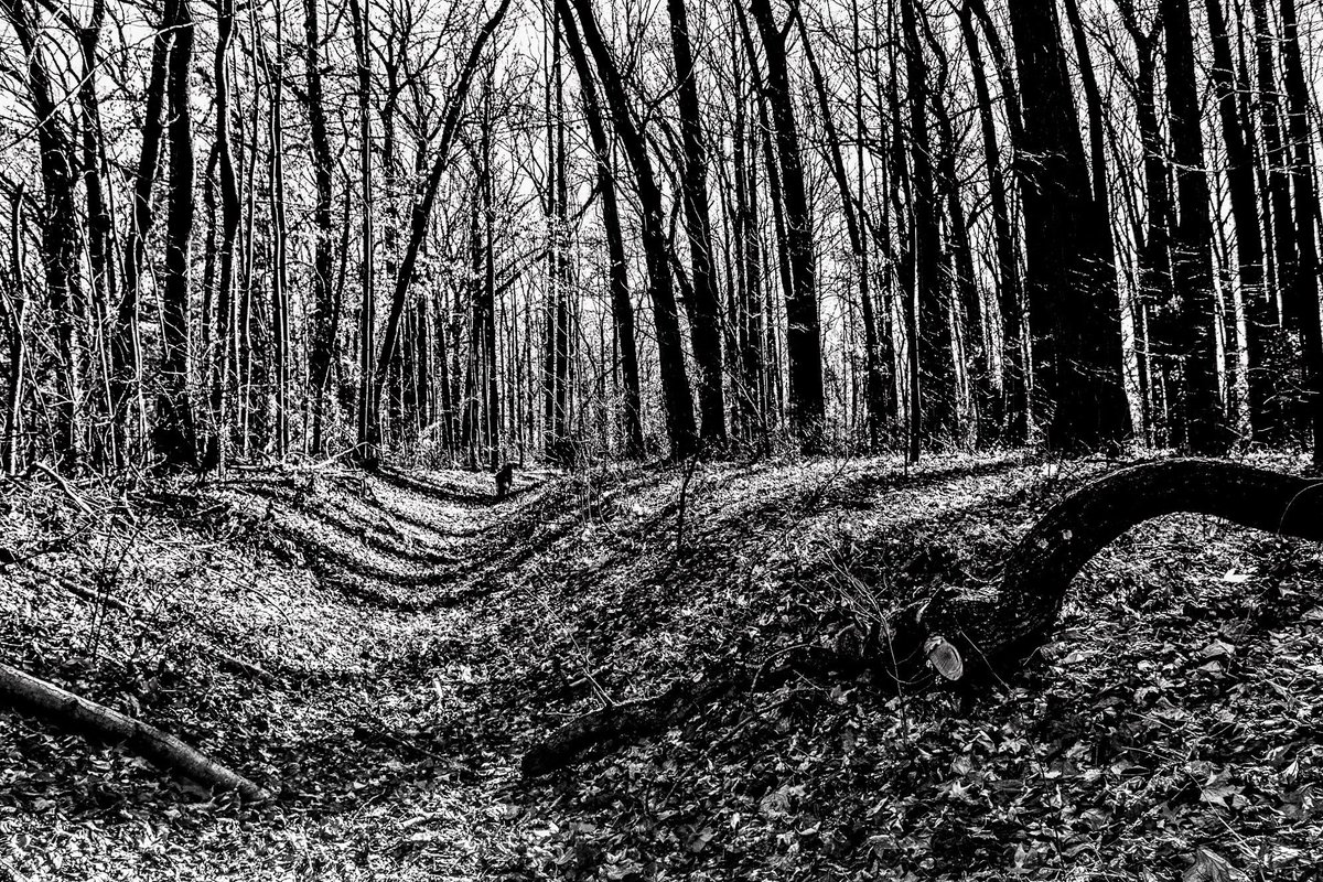 Shared from Photos app
1 photo 
Waves of the forest.
#bhportdev #forest #bnw #bnwshot_world #landscape_captures #landscapelovers #naturelovers