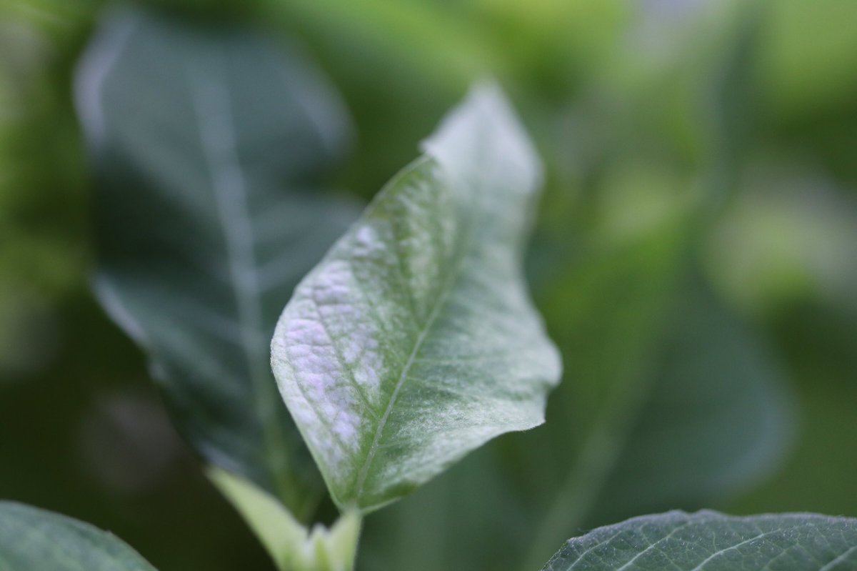 我が家の窓辺
昔ながらのポインセチア

四年くらい前からいらっしゃる
葉が白くなるクリスタルスノー
ピンクが可愛いプリンセチア💕

やっと葉っぱが色付き始めました。
毎年春に、土を入れ替えても鉢増しせずに同じ鉢に入れてるの。
当然春は小ざっぱりと大きく刈り込まれて寂しい姿になるけど🤣