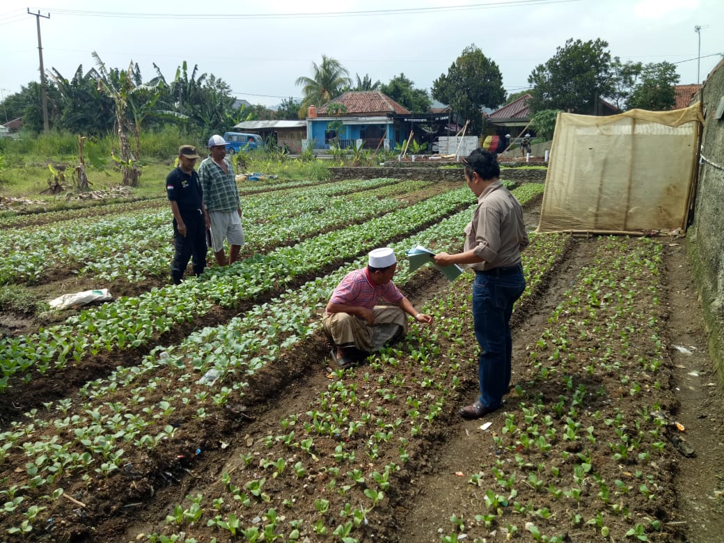 distanhortijbr's tweet photo. Kegiatan Monitoring dan Evaluasi Desa Pertanian Organik di Kelompok Tani Sugih Tani Desa Karehkel Kelurahan Leuwiliang Kabupaten Bogor, 22 November 2018.
#distanhorjabar #bptph #jabarjuara #pertanianjabar #jawabarat #jabar #farmer #petani #agriculture #pertanian #penyuluh #popt https://t.co/dIOnPvf17k
