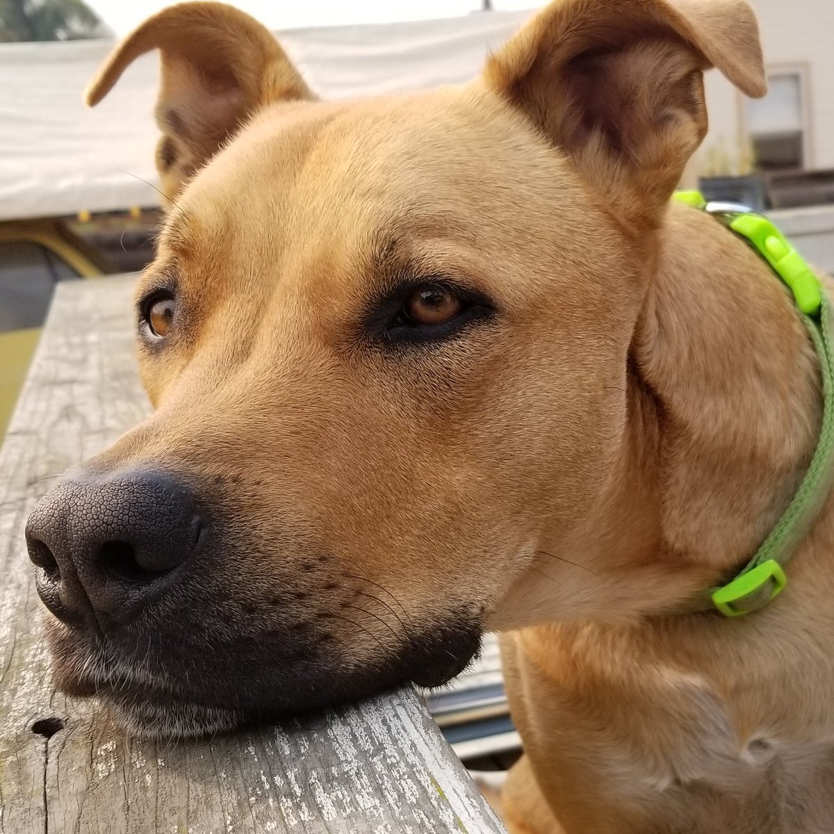 CataMccormick's tweet photo. @TheArtJesus This is Dewey! He'll be 3 in February 💙 https://t.co/djBv7VV0FA