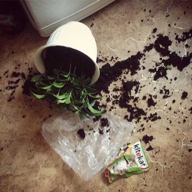 AlexFG's tweet image. Мелкий кот резвится ift.tt/2DSTMyu