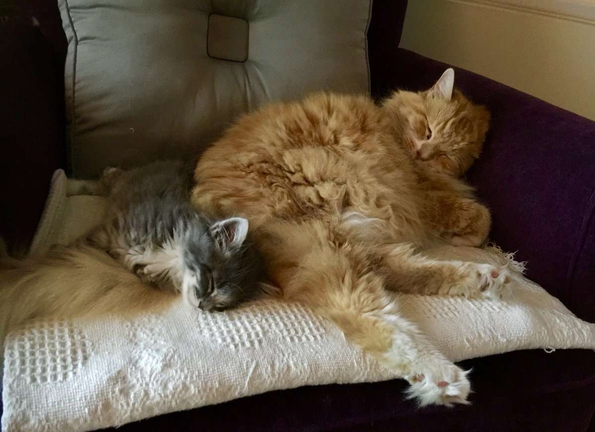 StrutFit's tweet image. Hope your Tday was COZY 🍁🧡🍁