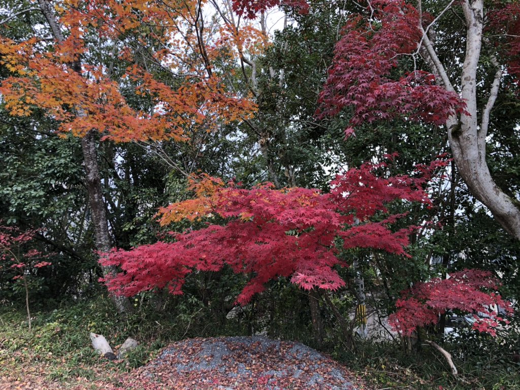 yohei_desu's tweet photo. #紅葉
#もみじ
#鍬山神社
ちょっと遅かった💦🍁 https://t.co/loWc7P8esh