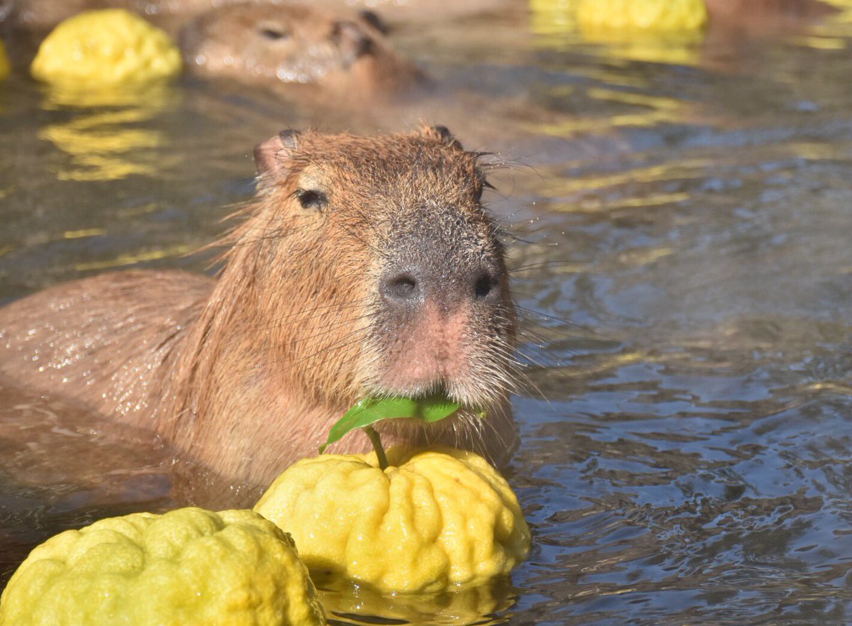 うさ カピバラだらけ ようやく私の露天風呂シーズンが始まりました 本日は鬼柚子のお風呂です カピバラは柑橘系あまり得意ではないので葉っぱだけ食べます カピバラ 伊豆シャボテン動物公園