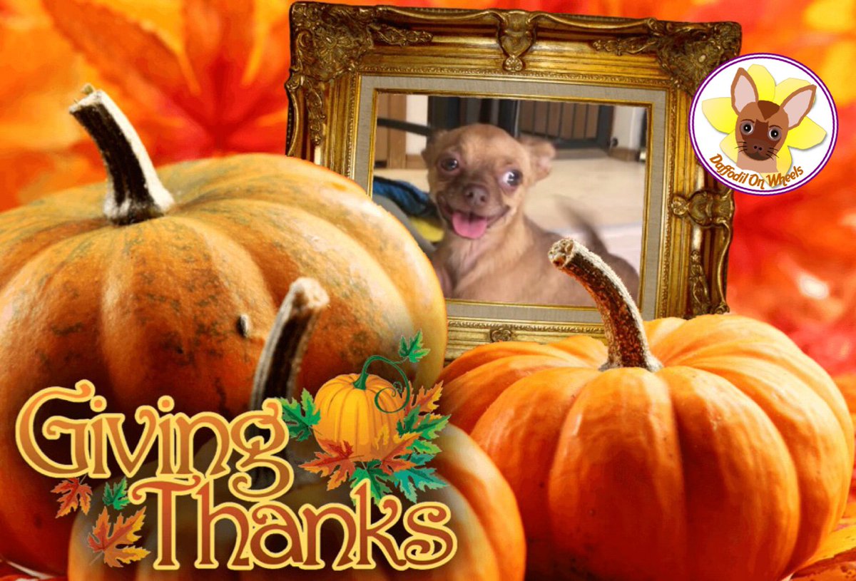 DaffodilsWheels's tweet photo. Giving thanks today for all my friends near and far!
❤️Daffodil
#DaffodilOnWheels #thankful #loveyou #twoleggeddog https://t.co/1eb9ptdtzn