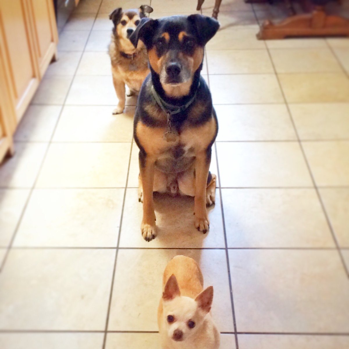 We’re ready for seconds! 😋 
We are #grateful for our Fetch Westside families! Thank you for supporting our pet care!
#HappyThanksgiving2018
#fetchpetcare #losangeles #westside #makingfetchhappen