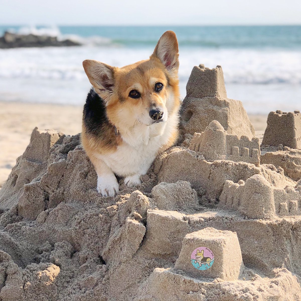 corgiloverusa's tweet image. how are you every body ?

#corgi #corgination #corgilove #corgifeed #corgilife #corgisofinstagram #corgicommunity #corgipuppy #puppy #puppylove #dog 
#corgiaddict #corgis #welshcorgi #dogs_of_instagram #dogsofinstagram #instacorgi