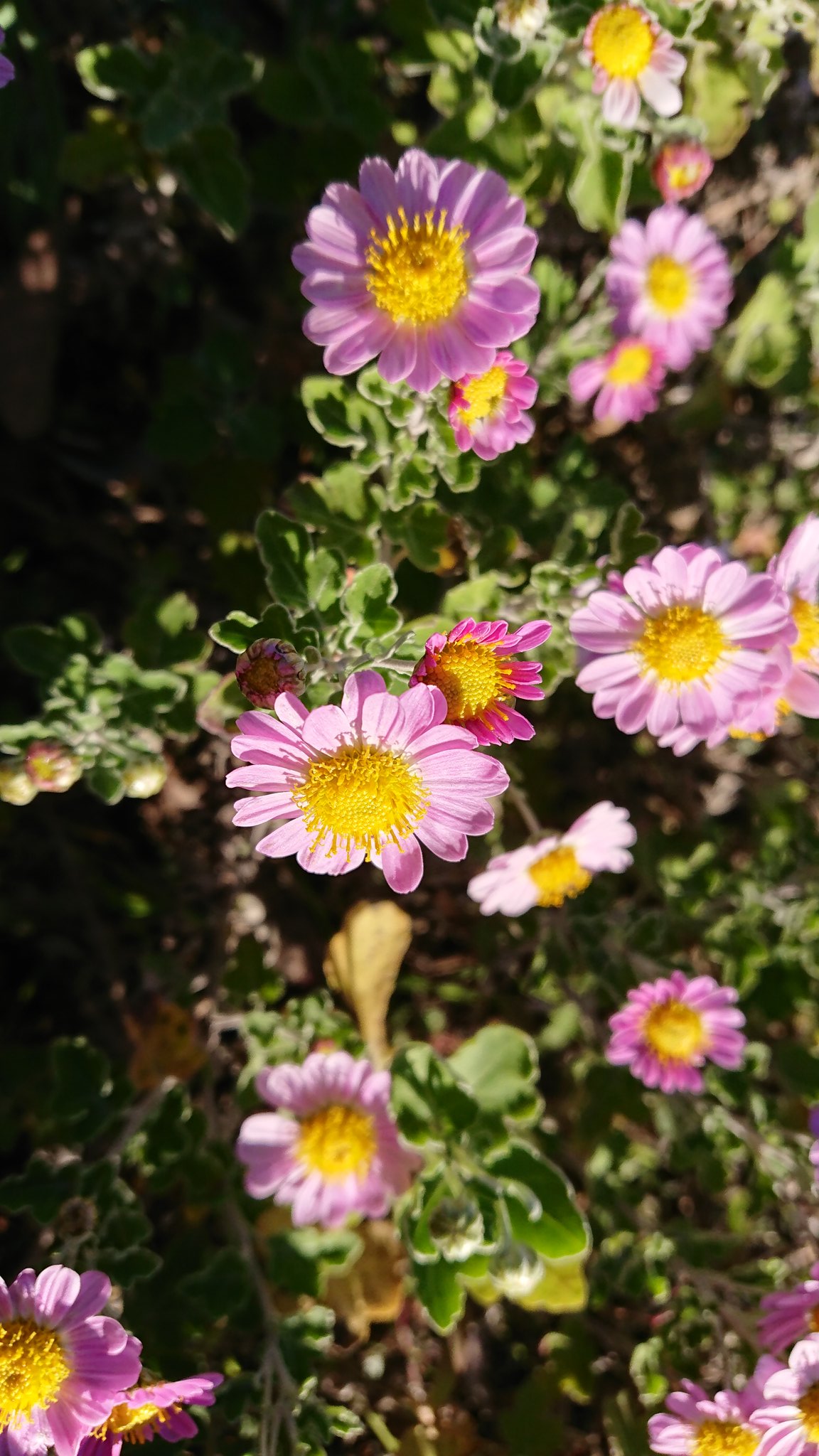 道人 今朝のウォーキング途中 白とピンクの花が可愛かったので 花 花好きな人と繋がりたい 白い花 ピンクの花 かわいい 道端で咲く花 道端で見つけた花 Flowers Flowerslover Whiteflowers Pinkflowers Kawaii T Co Dxbgo7es8x