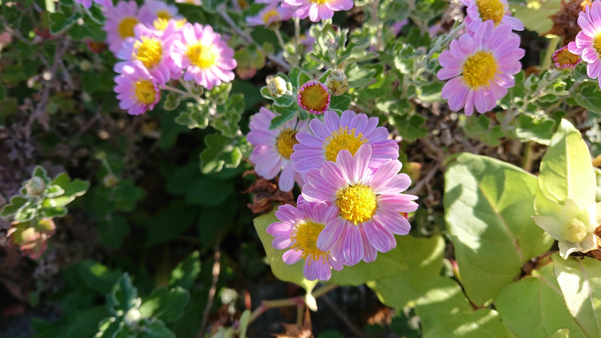 道人 今朝のウォーキング途中 白とピンクの花が可愛かったので 花 花好きな人と繋がりたい 白い花 ピンクの花 かわいい 道端で咲く花 道端で見つけた花 Flowers Flowerslover Whiteflowers Pinkflowers Kawaii T Co Dxbgo7es8x