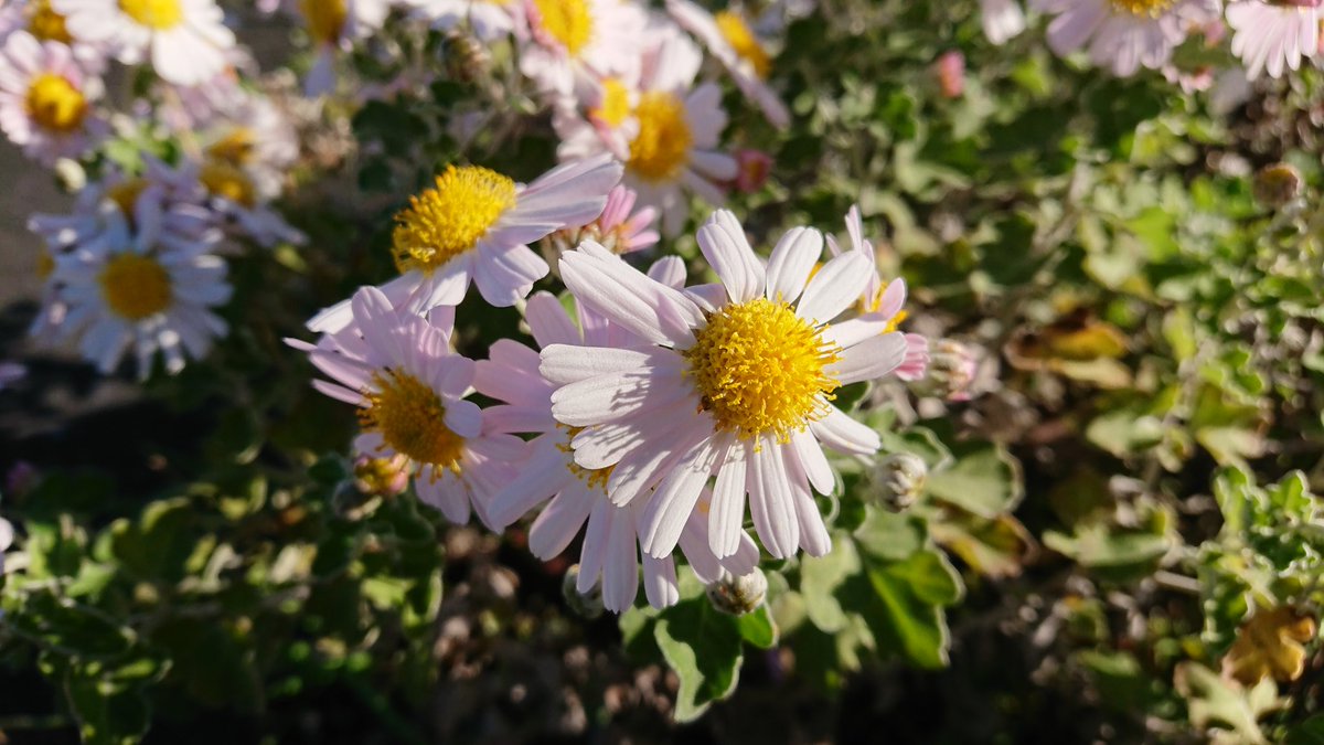 道人 Na Twitterze 今朝のウォーキング途中 白とピンクの花が可愛かったので 花 花好きな人と繋がりたい 白い花 ピンクの花 かわいい 道端で咲く花 道端で見つけた花 Flowers Flowerslover Whiteflowers Pinkflowers Kawaii T Co Ecm8lwgxom