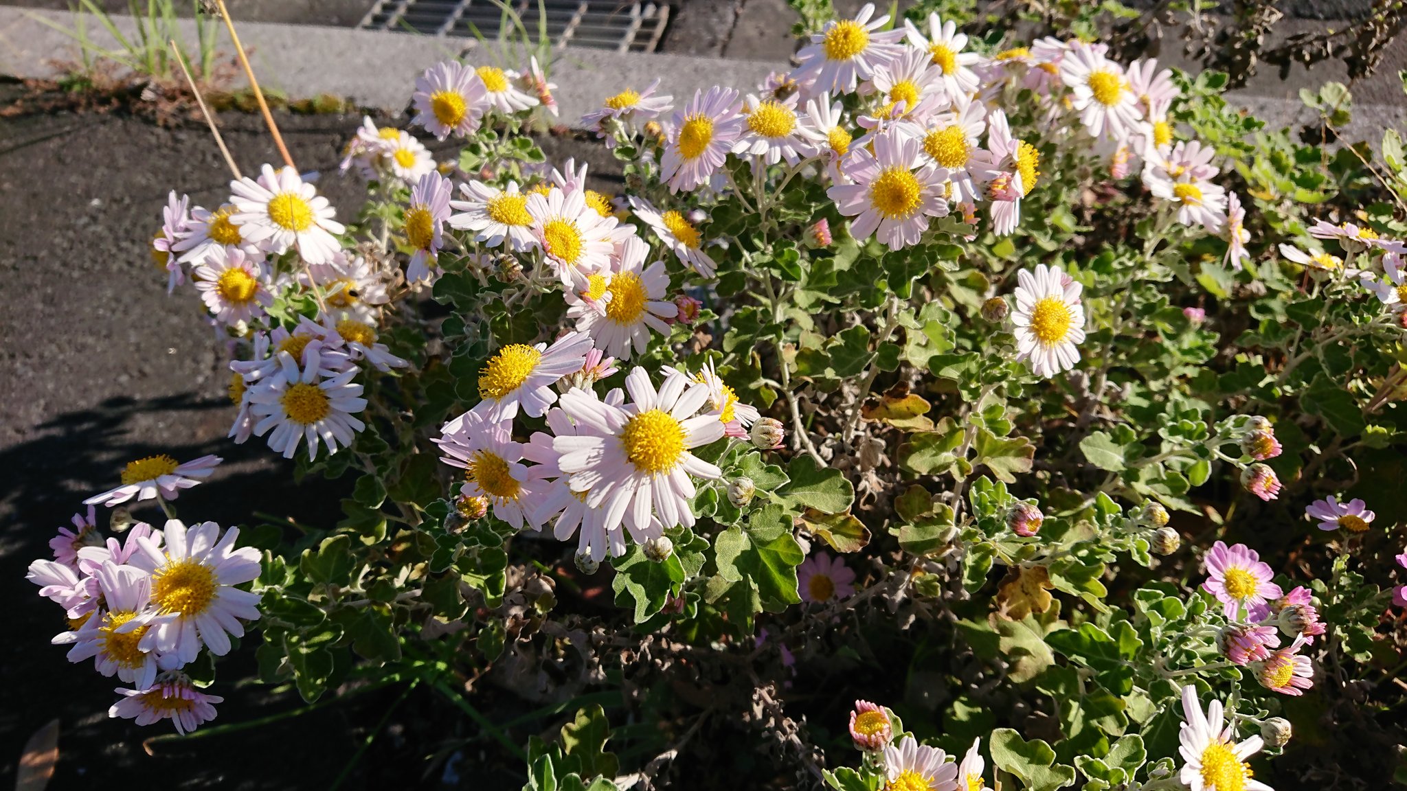 道人 今朝のウォーキング途中 白とピンクの花が可愛かったので 花 花好きな人と繋がりたい 白い花 ピンクの花 かわいい 道端で咲く花 道端で見つけた花 Flowers Flowerslover Whiteflowers Pinkflowers Kawaii T Co Dxbgo7es8x