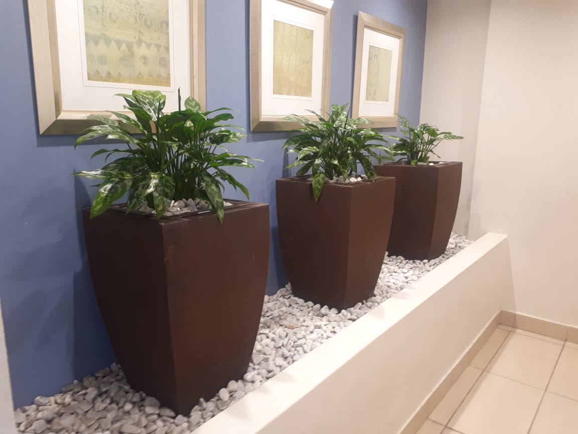CONMARGROUP's tweet photo. Check out these stunning #IndoorPlants we proudly nurture for @CityLodgeHotels #RoadLodgeUmhlangaRidge. Contact us for your indoor plants installation or maintenance...info@conmargroup.co.za https://t.co/rHHgOU0lI8